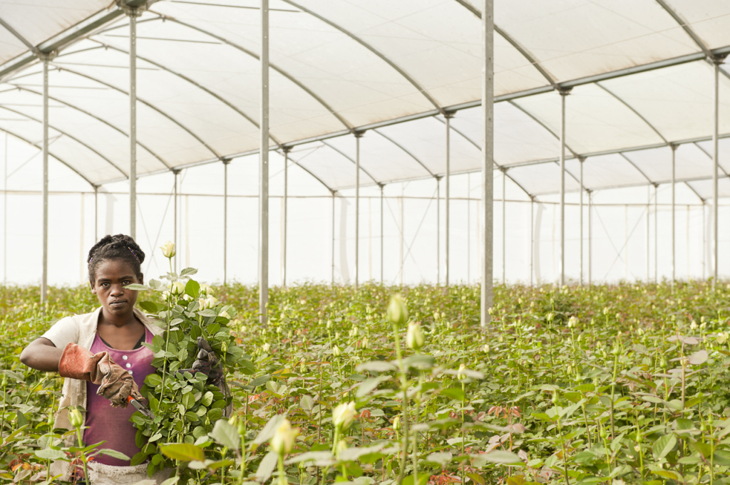 Sher workers in Ziway. Cut flower industry in Ethiopia is dominated by Dutch foreign investors