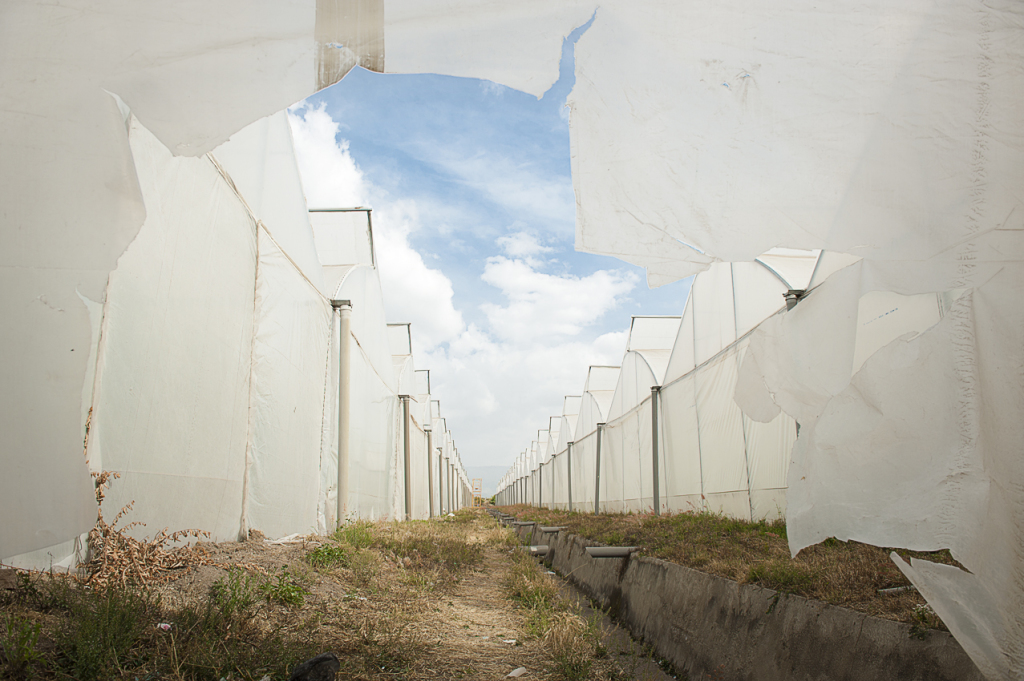 7.Sher greenhouses dump chemicals into the Ziway lake