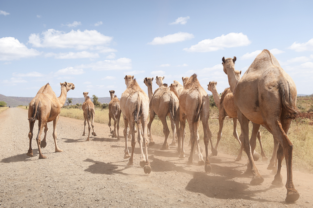 dromedari sulla via di Sheikh Hussein